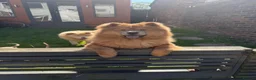 Chow Chow dogs for sale: 🐻 Exceptional KC Registered Chow Chows 🐻 - Advert 4