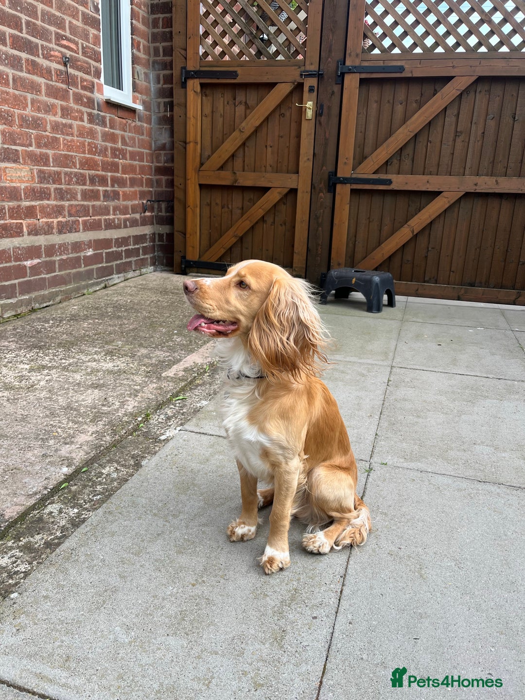 Cocker Spaniel dogs for stud: cocker spaniel for stud in Telford - Advert 5