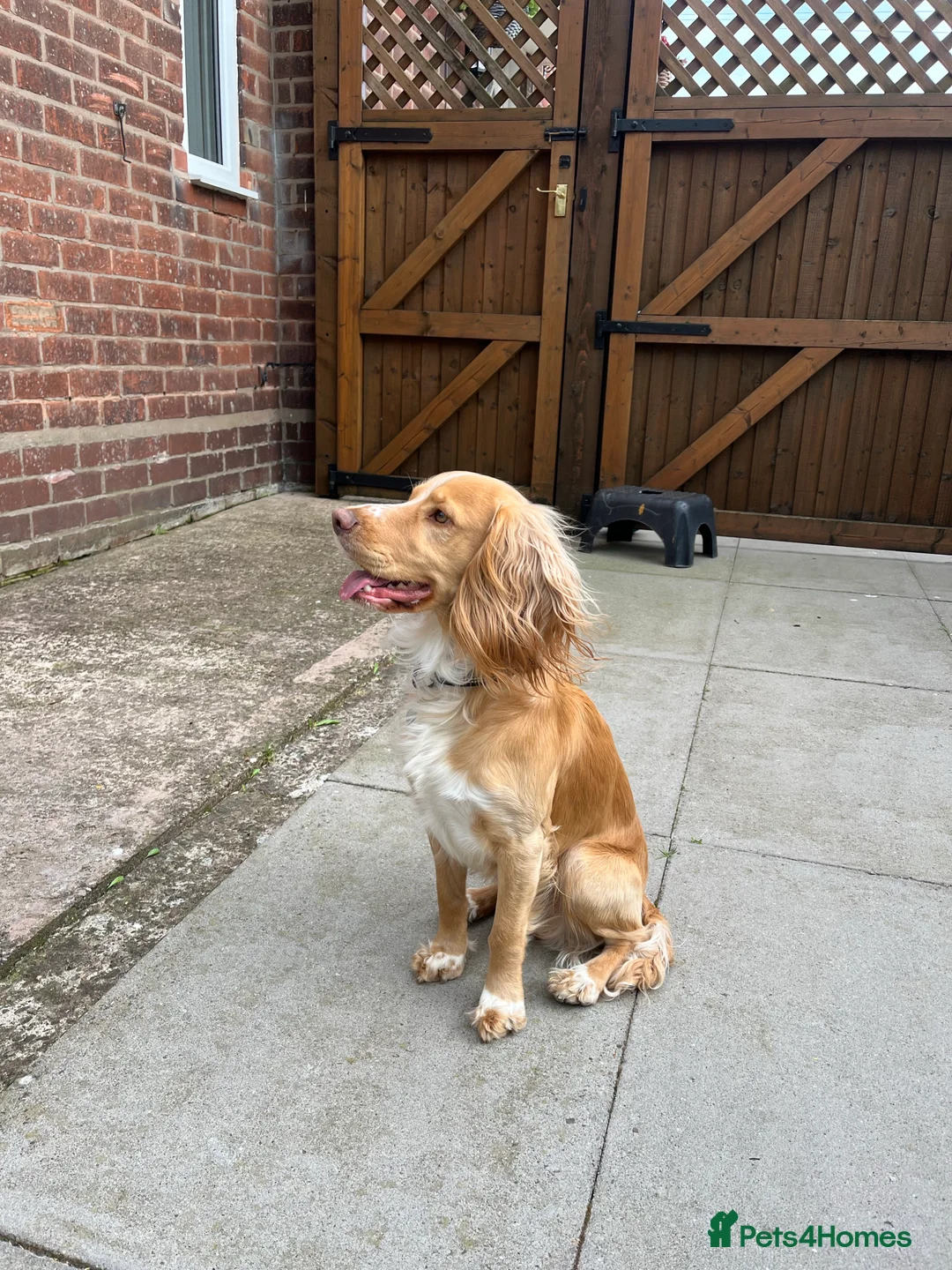 Cocker Spaniel dogs for stud: cocker spaniel for stud in Telford - Advert 5