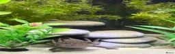 Axolotl reptiles for sale: 5 axolotls and set up. - Advert 2