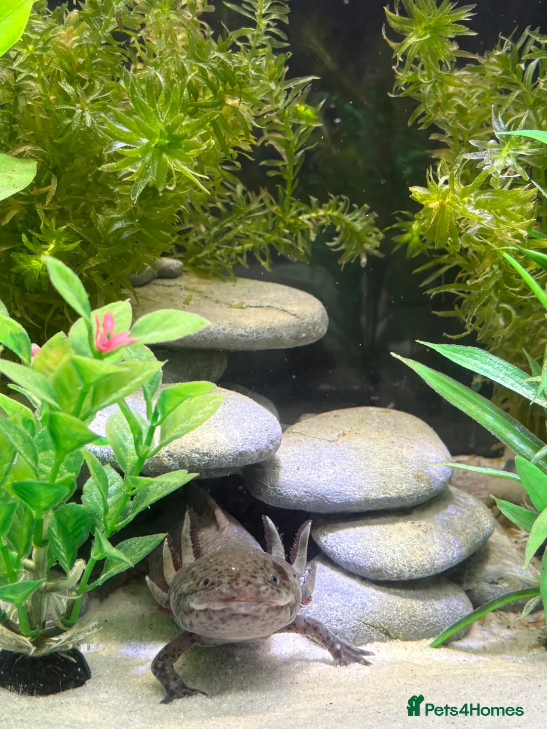 Axolotl reptiles for sale: 5 axolotls and set up. - Advert 2