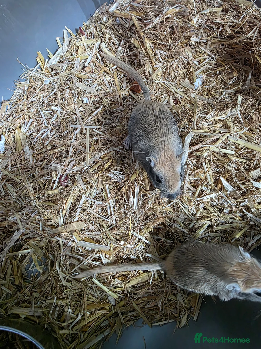 Gerbil rodents for sale: Gerbils  - Advert 3