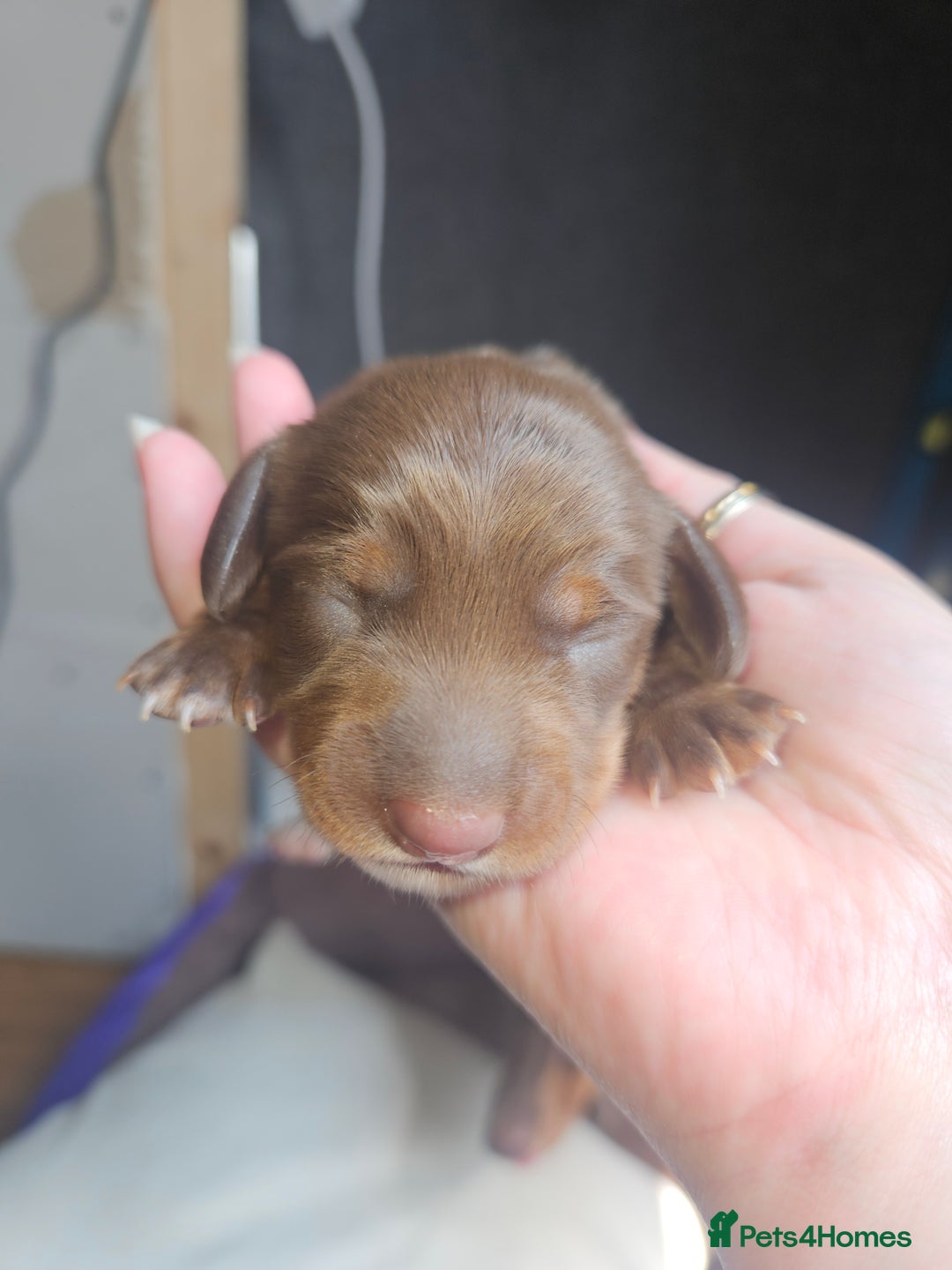 Dachshund dogs for sale: 3/4 Dachsunds  - Image 8