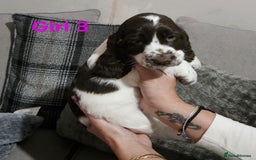 Cocker Spaniel dogs for sale: stunning show cockers - Image 17