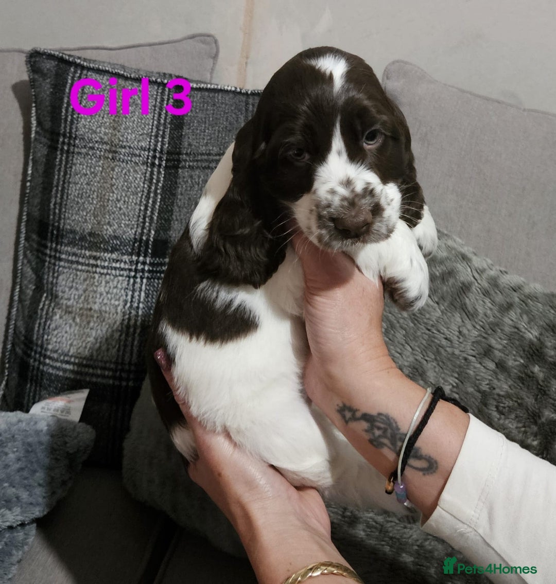 Cocker Spaniel dogs for sale: stunning show cockers - Image 17