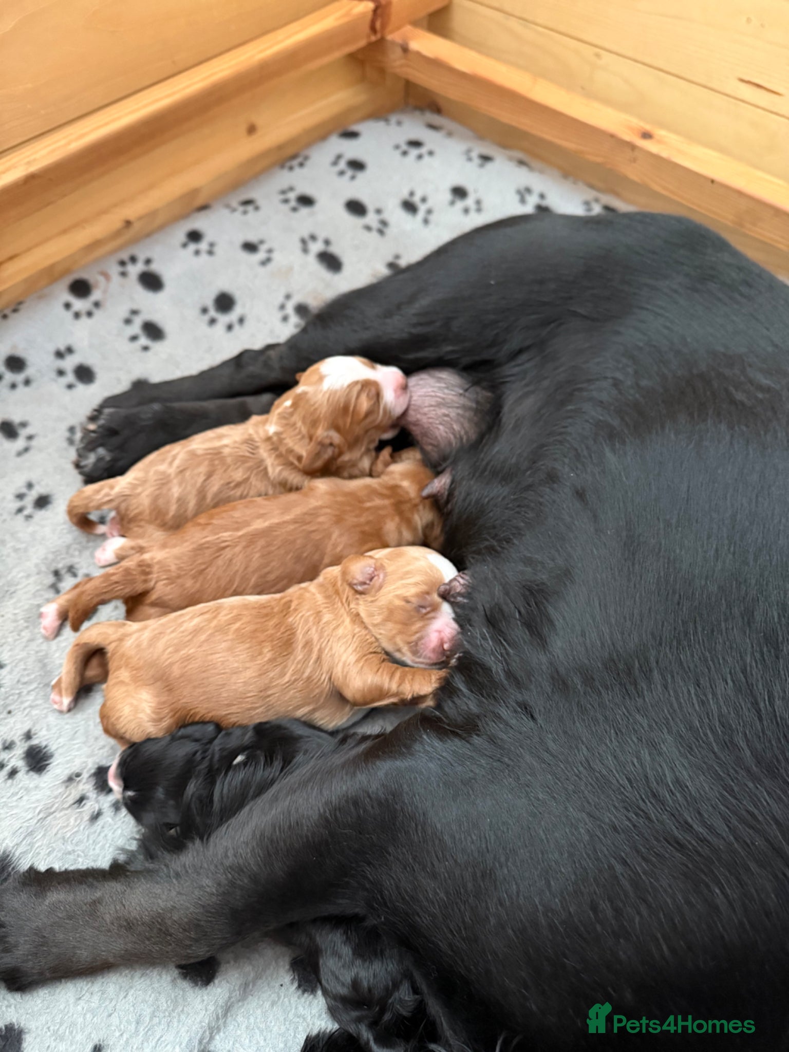 Cockapoo dogs F1 Cockapoo puppies for sale, 1 red, 2 brown - Advert 18