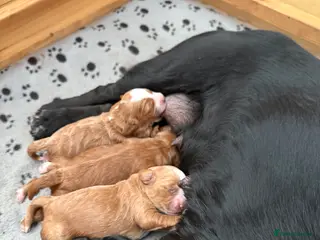 Cockapoo dogs F1 Cockapoo puppies for sale, 1 red, 2 brown - Advert 18