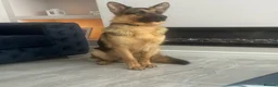German Shepherd dogs for stud: Kc reg German Shepherd for stud   - Advert 5