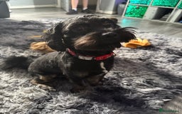 Shihpoo dogs for sale: Teddy the Shihpoo - Advert 4