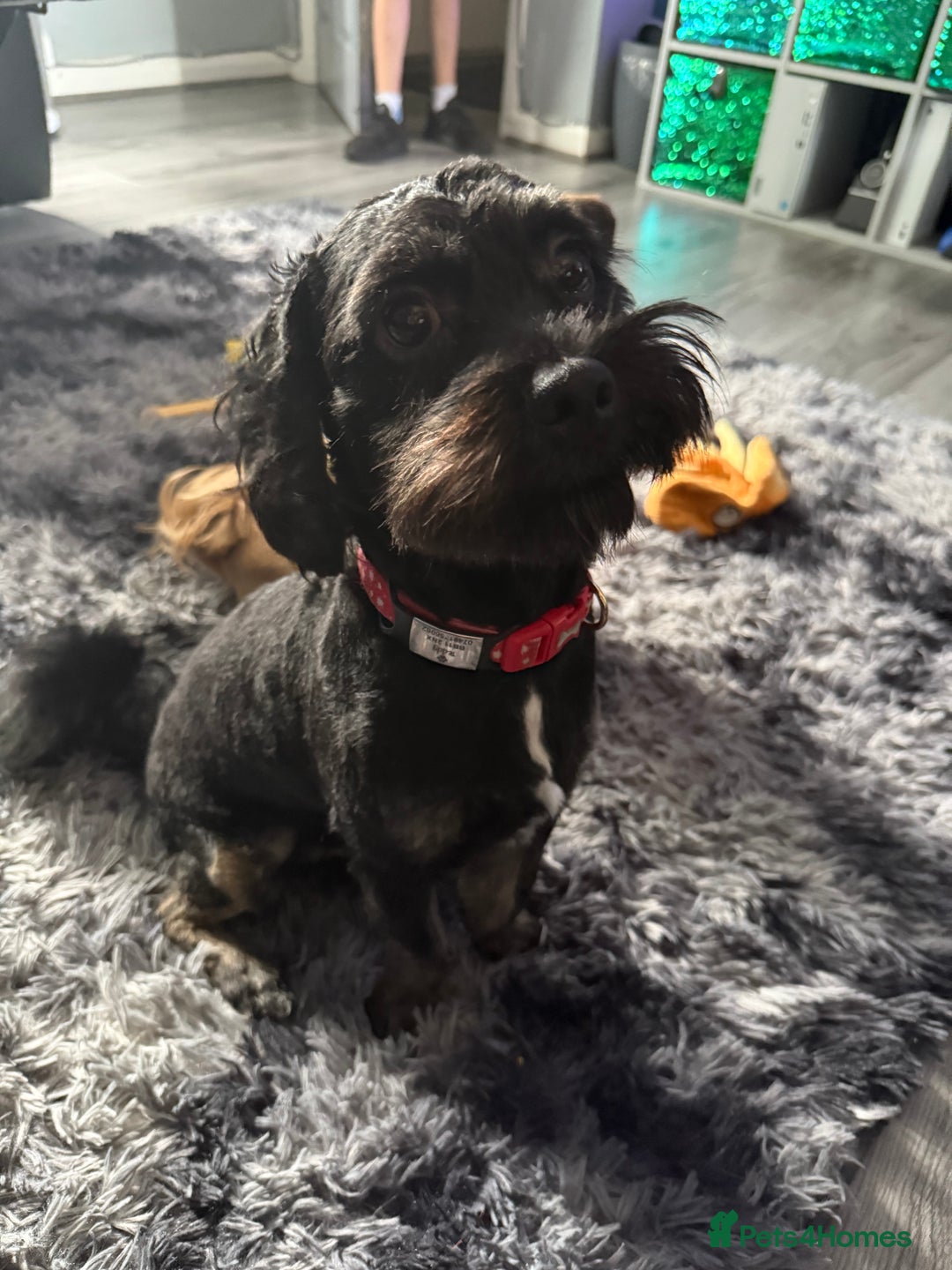 Shihpoo dogs for sale: Teddy the Shihpoo - Advert 4