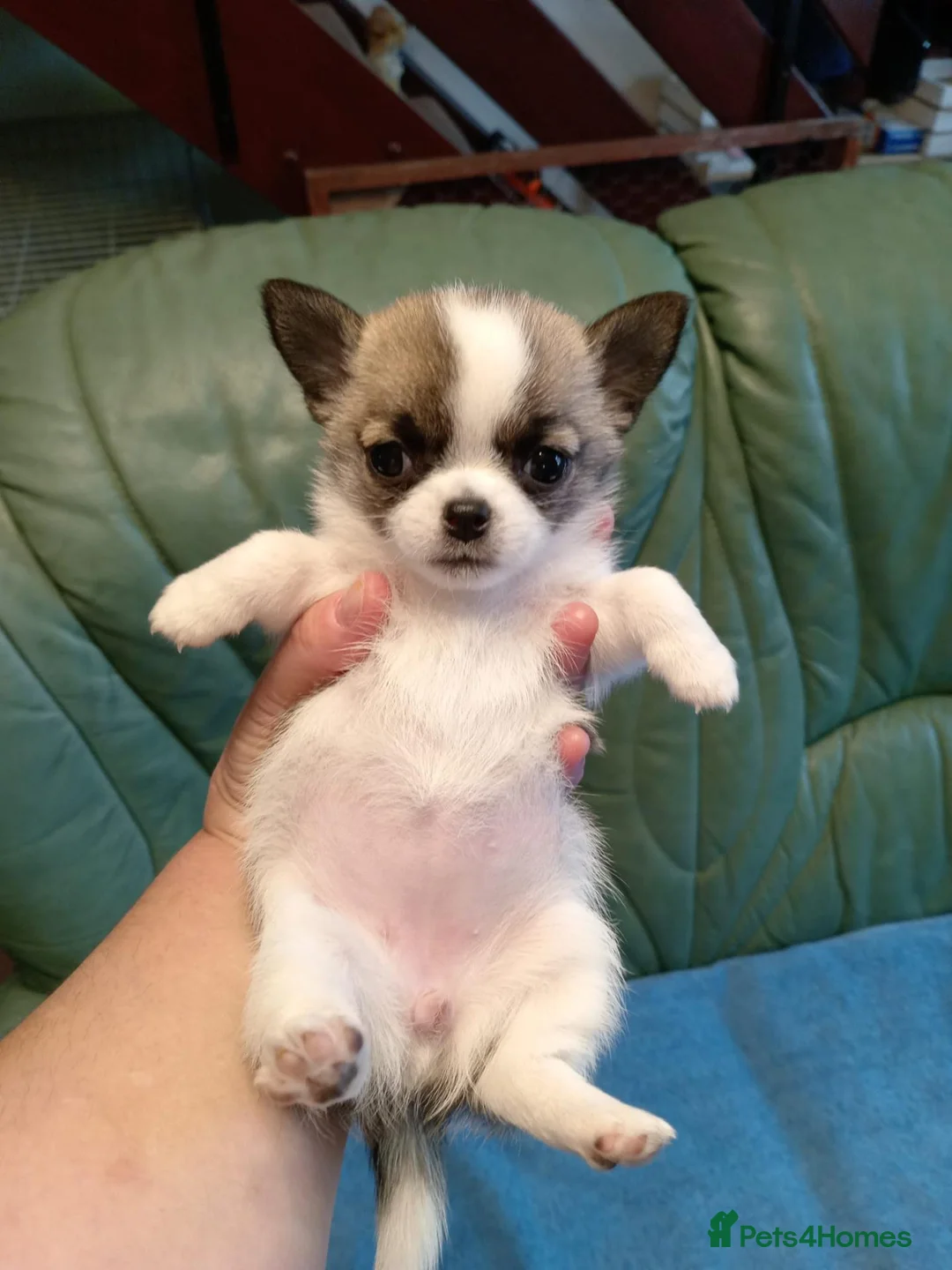 Mixed Breed dogs for sale: Chug Puppies for sale  in Lincoln - Advert 21