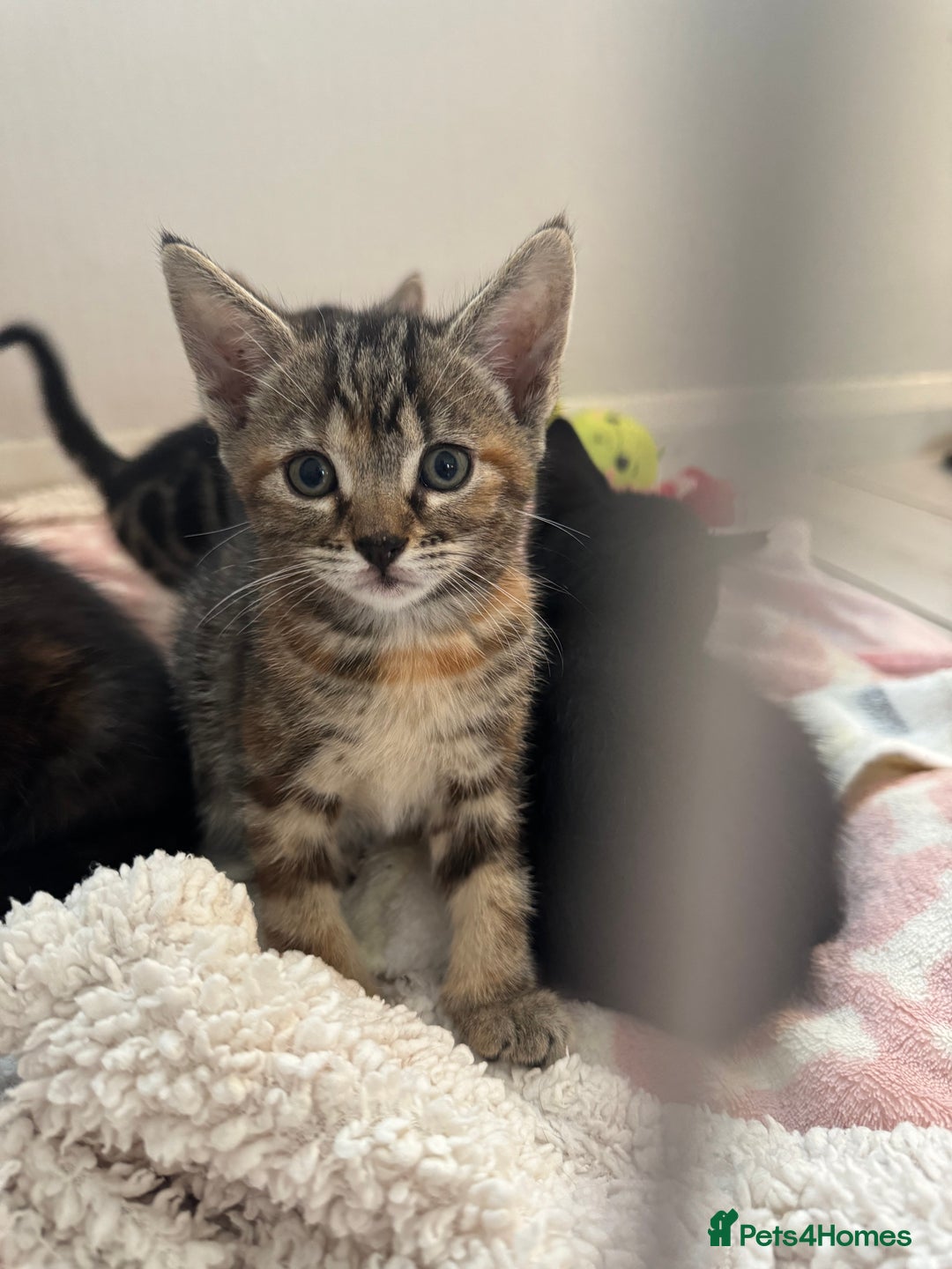 Domestic Shorthair cats for sale: Adorable kittens for sale  - Image 4