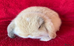 Mini Lop rabbits for sale: Adorable Pure Mini Lop Rabbits  - Image 8