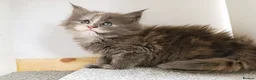 Maine Coon cats for sale: DNA health tested Maine coon kittens  - Advert 2
