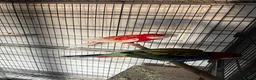 Parrots birds for sale: Rosella - Advert 3