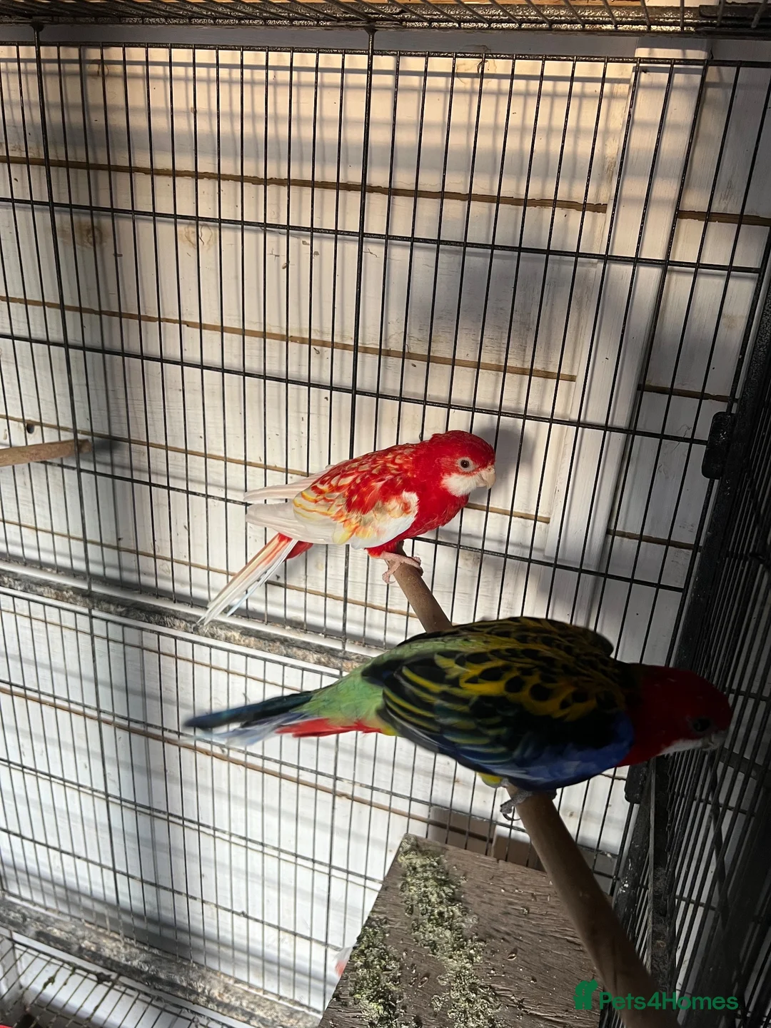 Parrots birds for sale: Rosella - Advert 3