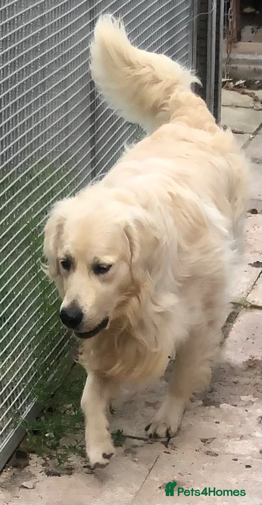 Golden Retriever dogs for sale: Kc health tested. Gold/Red retriever puppies  in Prestatyn - Advert 5