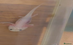 Axolotl reptiles for sale: Axalotyls for sale  - Image 1