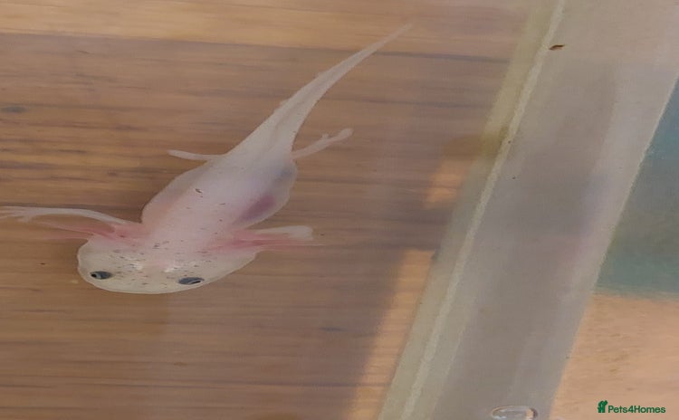 Axolotl reptiles - Advert 3