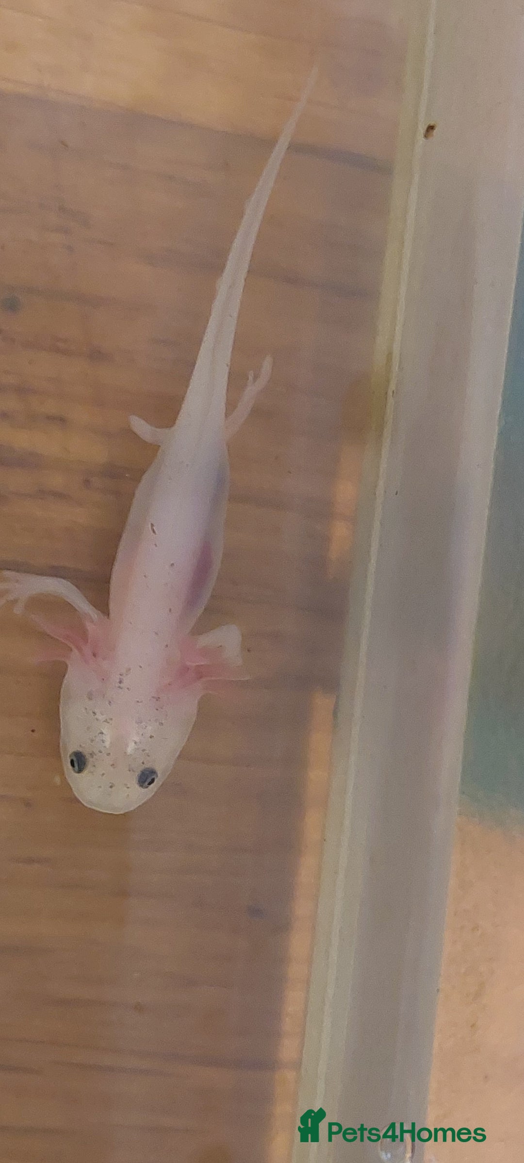 Axolotl reptiles for sale: Axalotyls for sale  - Image 1