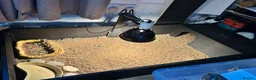 Tortoise reptiles for sale: Red footed tortoises- Mikey and Tortilla  - Advert 3