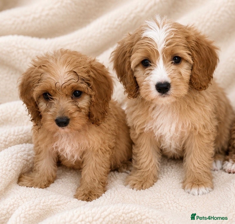 Cockapoo dogs F1 cockerpoo  - Advert 1