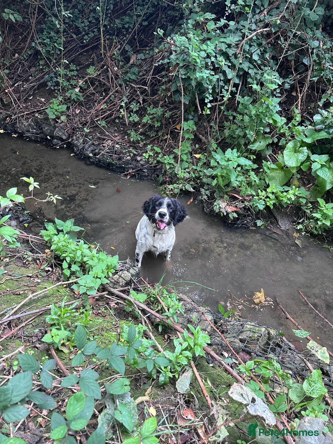 Mixed Breed dogs for sale: Springer x Clumber spaniel  in Gloucester - Advert 5