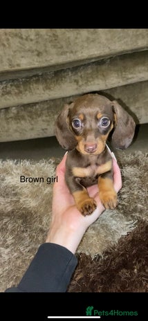 Miniature Dachshund dogs - Advert 7
