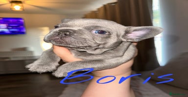 French Bulldog dogs - Advert 4