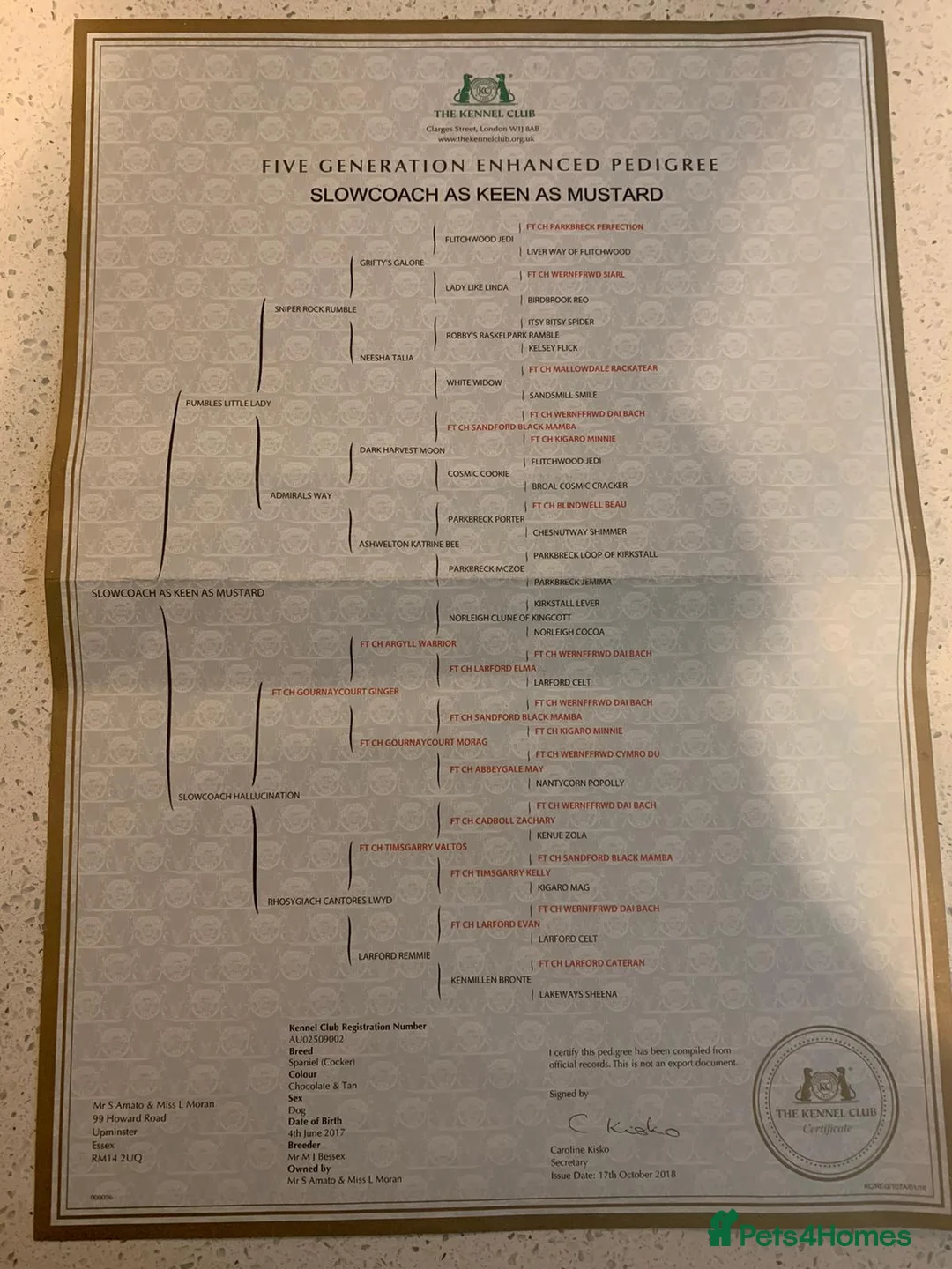 Cocker Spaniel dogs for stud: Proven Stud - Working Cocker Spaniel in Middlewich - Advert 19