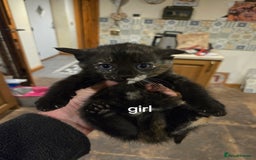 British Shorthair cats for sale: Beautifully marked kittens.  - Image 6