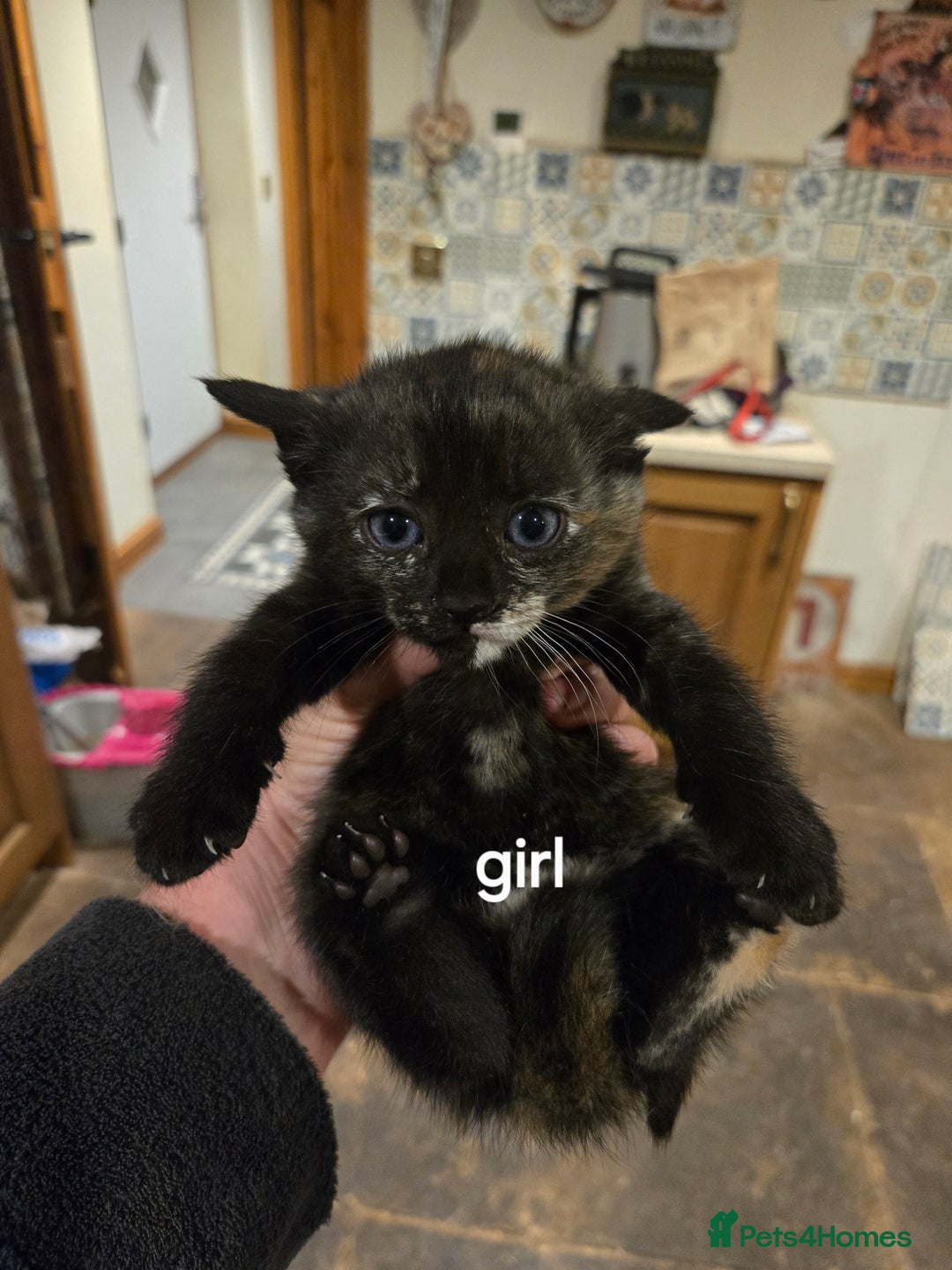 British Shorthair cats for sale: Beautifully marked kittens.  - Image 6