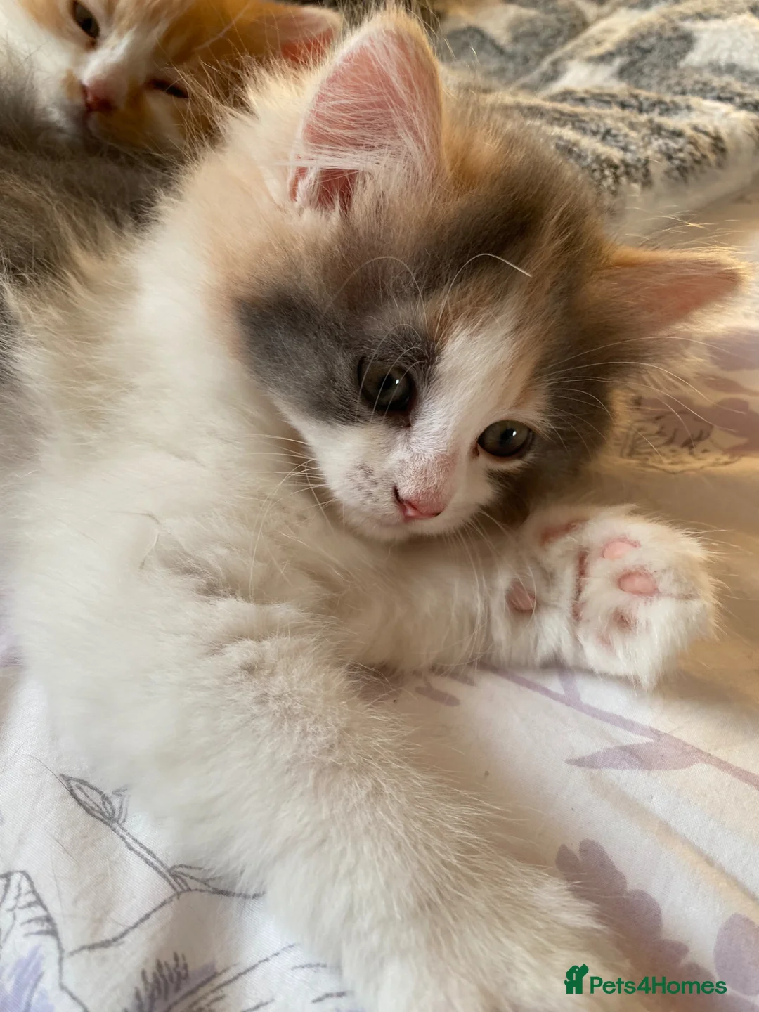 British Shorthair cats for sale: Beautiful Bundles of Fluff British Shorthair cross - Advert 1