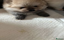 Pomeranian dogs for sale: Kc Registered Pomeranian Pups - Image 21