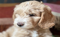 Goldendoodle dogs for stud: Rutlands Lil Cookie Cutter from Australia health T in Bedford - Image 12