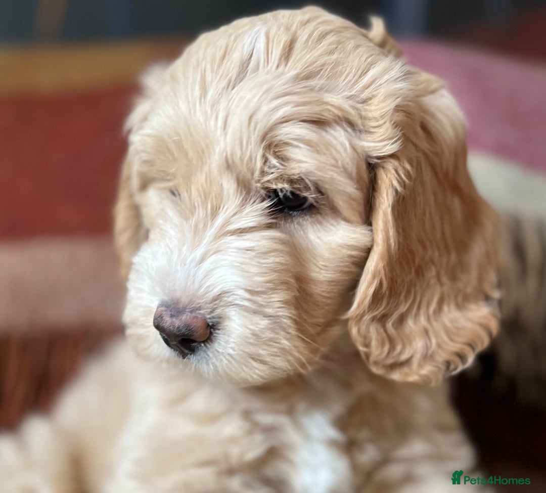 Goldendoodle dogs for stud: Rutlands Lil Cookie Cutter from Australia health T in Bedford - Image 12