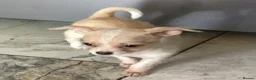 Chihuahua dogs for sale: Gorgeous tiny Chihuahua babies - Advert 23