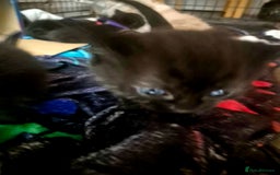 Mixed Breed cats for sale: 4 Black Kittens  - Image 7