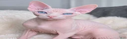 Sphynx cats for stud: Odd eyed gene Blue eyes  shpynx cream pink  - Advert 4