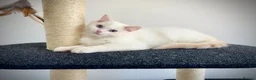 Ragdoll cats for sale: Last three ragdoll kittens! Don’t miss out! - Advert 20