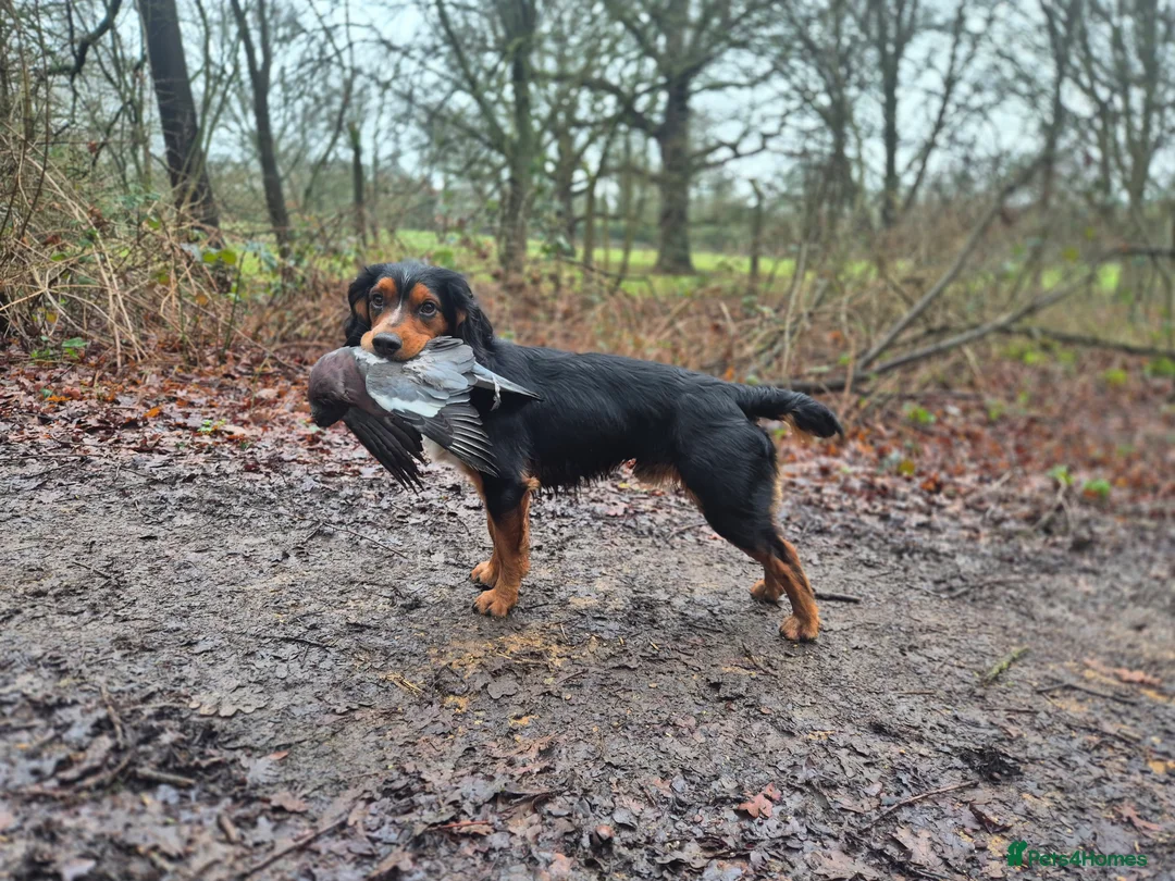 Cocker Spaniel dogs for stud: Working cocker spaniel for stud - Advert 2