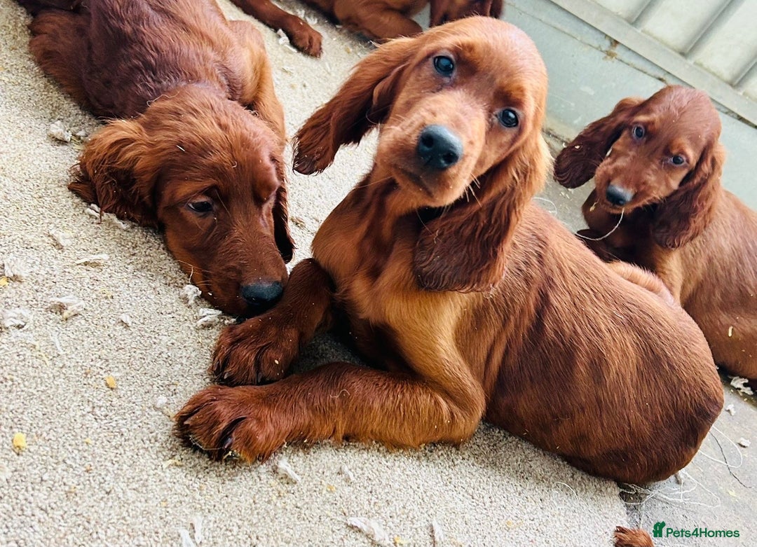 Irish Setter dogs for sale: Outstanding red Irish setters puppies - Image 9