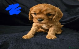 Cavalier King Charles Spaniel dogs for sale: Ruby cavalier king charles puppies  - Image 4