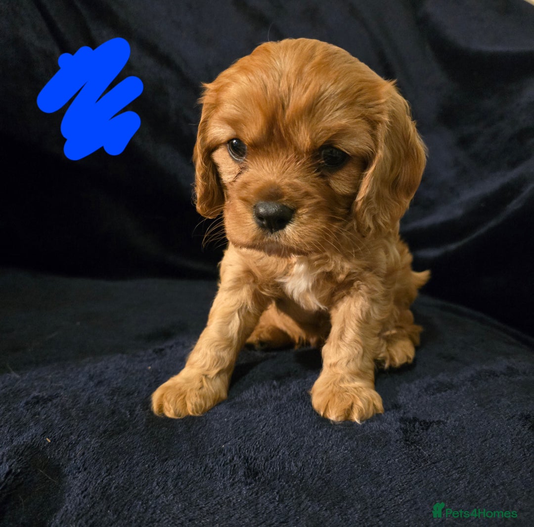 Cavalier King Charles Spaniel dogs for sale: Ruby cavalier king charles puppies  - Image 4