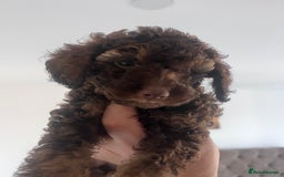 Shihpoo dogs for sale: Imperial toy Shihpoos  - Image 7