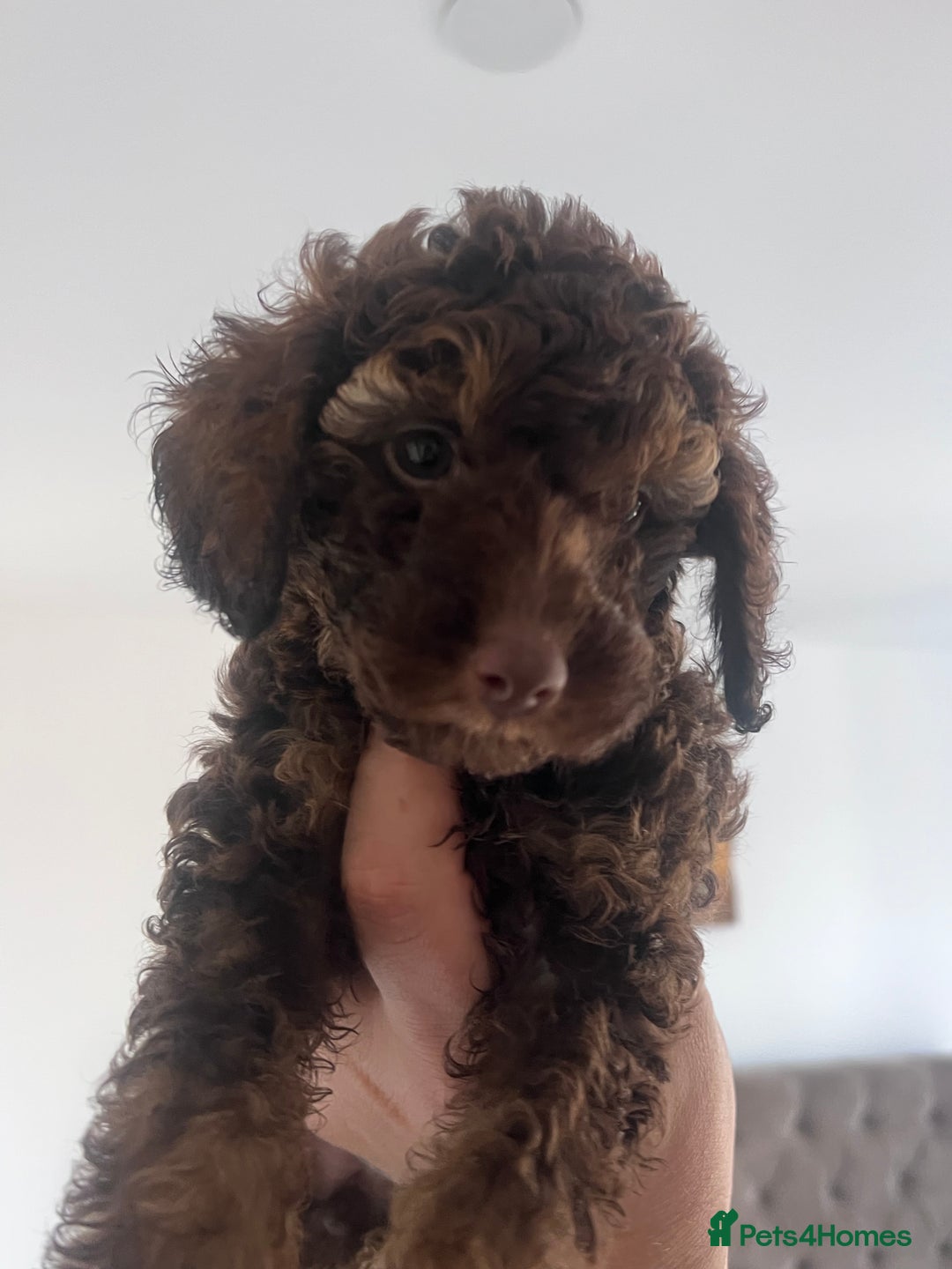 Shihpoo dogs for sale: Imperial toy Shihpoos  - Image 7