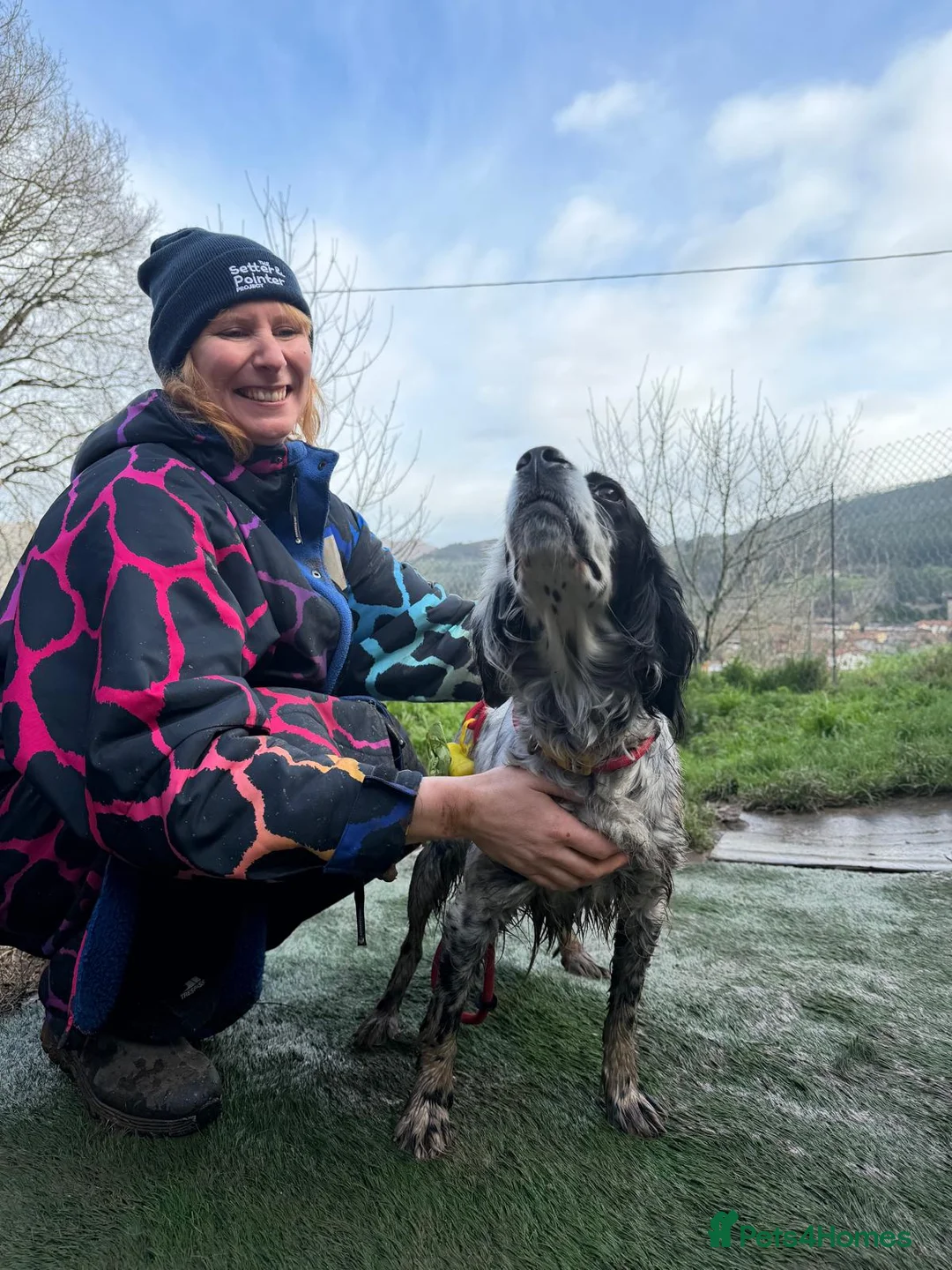 English Setter dogs for adoption: Kora  - Advert 7