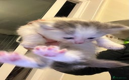 Mixed Breed cats for sale: 4 playful and funny kittens - Advert 12