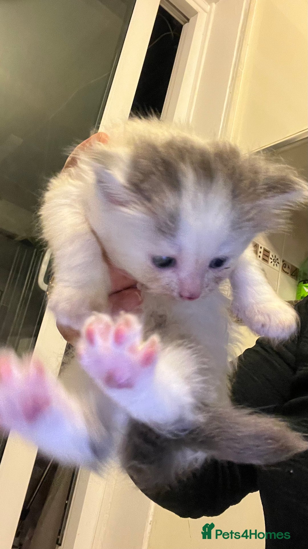 Mixed Breed cats for sale: 4 playful and funny kittens - Advert 12