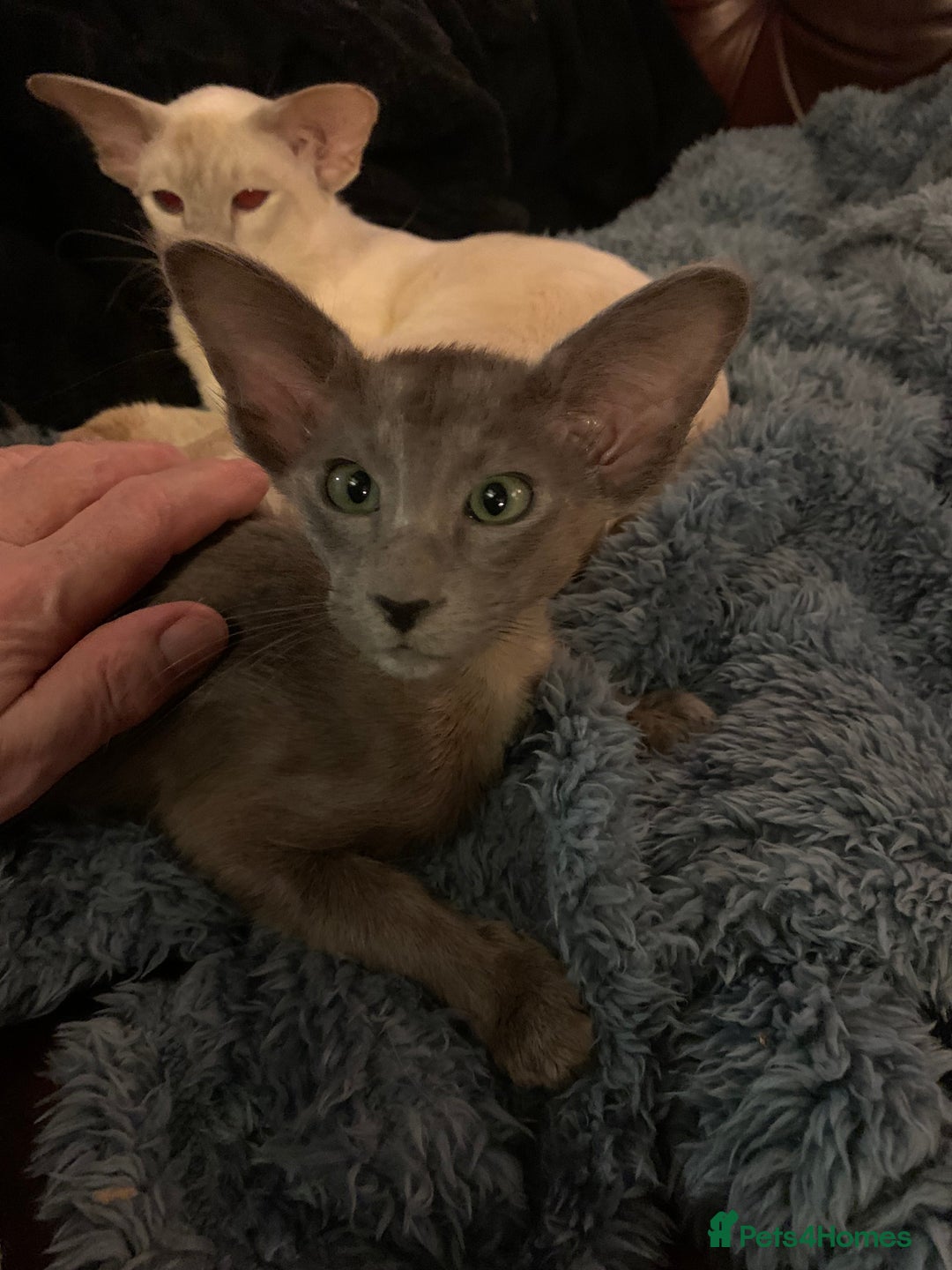 Oriental cats for sale: Oriental Longhair kittens - Advert 2